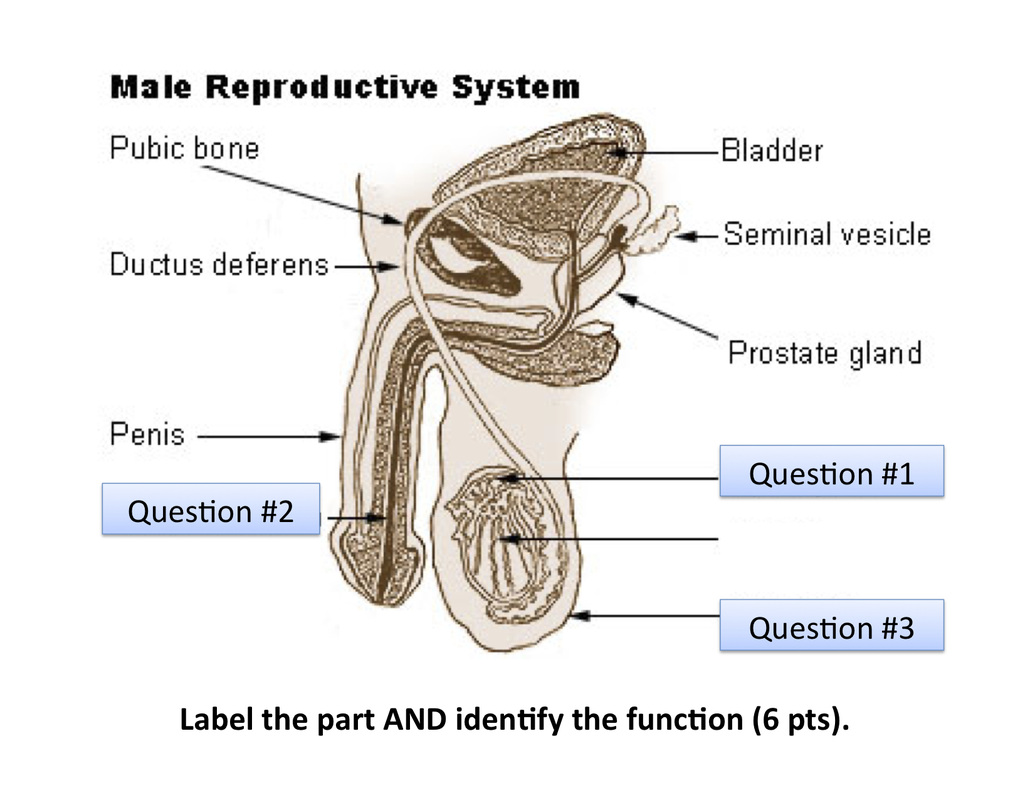 32 Male Reproductive System Label Quiz Labels 2021